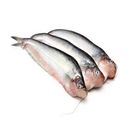 Pabda Big Size Local Fresh Fish 1Kg
