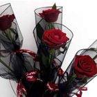 New Special Single Rose 1 Piece