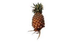 Honey Pineapple 1.5kg