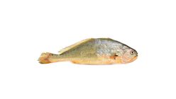 Frozen Thawed Yellow Croacker 1pc