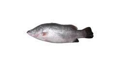 Fresh Seabass 1pc