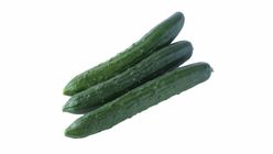 Japanese Cucumber (Malaysia) (5067190)