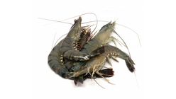 Frozen Thawed Jumbo Tiger Prawn 16/20 MY