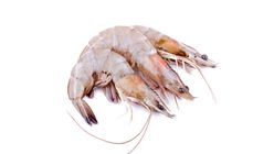 Frozen Thawed Vannamei Prawn 20/30 (5079555)