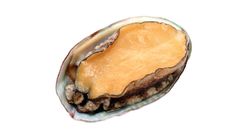 FT Abalone Each 1 Piece