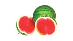 Red Seedless Watermelon Malaysia 4kg