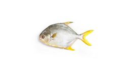 Thawed Golden Pomfret 300g