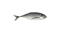 Fresh Cencaru