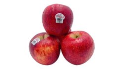 Envy Apple XL 5pcs