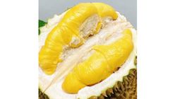 Black Gold Musang King 黑金猫山王 (1 Box) 400g