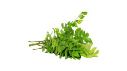 Curry Leaf 50g