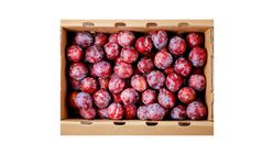Red Plum Box 500g