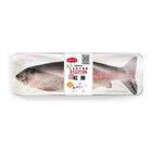 Smack 日本正宗魚 木天蓼紓壓枕 [彩虹鱒]