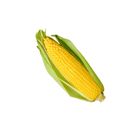 蔬菜_甜玉米（1條）