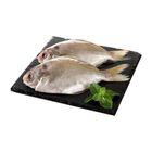 現撈野生肉魚(3入) 180-240g