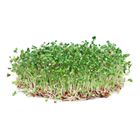 美綠華-有機青花椰苗(盒) | 75 g