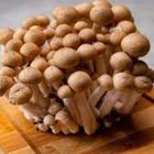 鴻禧菇-常溫 100±50g #仁愛街360號蔬菜攤