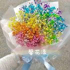 進口彩虹漫天滿天星(彩色)#05 | 1 束