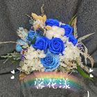 藍洋永生乾躁花盆#41 | 1 束