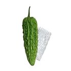 綠苦瓜-常溫 550±30g #仁愛街360號蔬菜攤