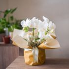 送禮包裝(蘭花) | 1 入