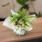 送禮包裝(盆栽) | 1 入