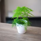 文竹 | 1 入