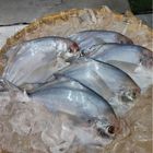 現流鮮凍小白鯧魚-冷凍 | 180-200 g #四海海產-34號攤