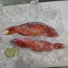 野生紅條魚-冷凍 | 300-400 g #四海海產-34號攤