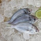 現流鮮凍肉魚(3尾)-冷凍 | 250-300 g