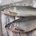 雪山急凍公香魚(3尾)-冷凍 | 400-500 g #四海海產-34號攤