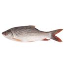 Rui Fish 1.5Kg
