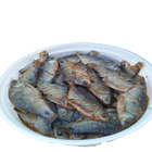 Chapa Shutki 100g