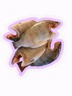 Tilapia Fish BBQ Size Cut & Clean 1kg