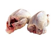 Pigeon 2 Pieces