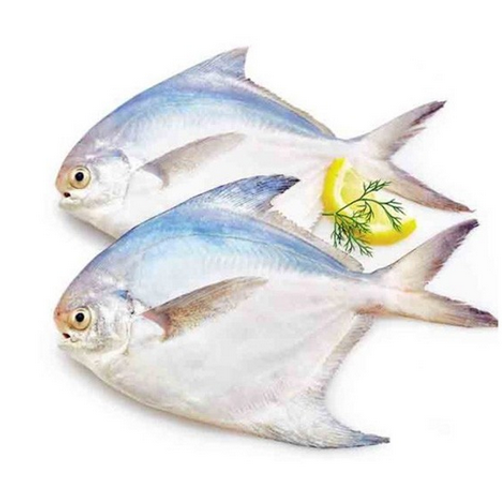 Rupchanda 8-10 Pieces 1kg