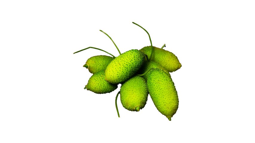 brightfarms Teasel Gourd (Kakrol) 500g ± 25g
