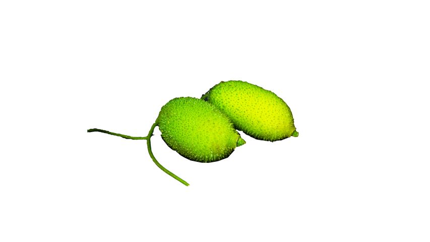 brightfarms Teasel Gourd (Kakrol) 500g ± 25g