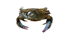 Whole Round Soft Shell Crab Medium 1kg