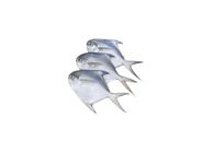 Fresh Sea Fish White Baby Pomfret (8-11 Pieces) 1Kg