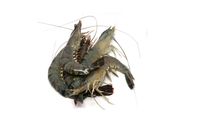 Black Tiger Shrimp Head On Skin Large 500g