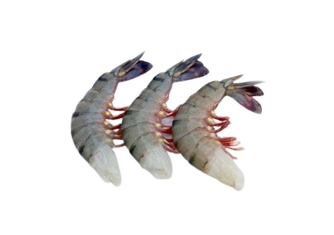 Black Tiger Shrimp Head Less Skin On Large 500g