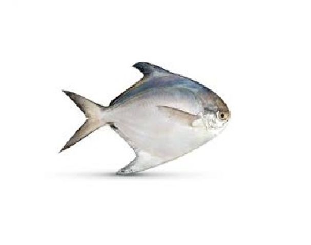 Fresh Sea Fish White Baby Pomfret 500g