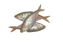 Hilsha 500g