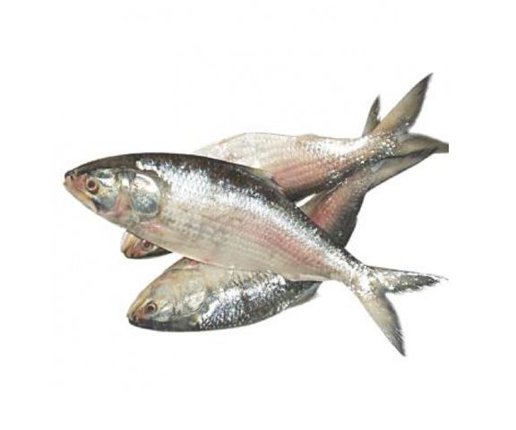 Hilsha 700g (Â±50gm)