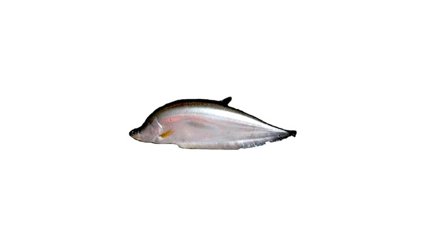 Chitol Fish Cut & Clean 500g
