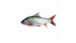 Mrigel Fish Cut & Clean 500g