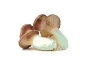 Mushroom Eringi Imported 200g