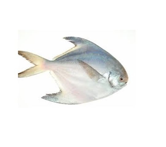 Fresh Sea Fish White Baby Pomfret (8-11 Pieces) 1Kg