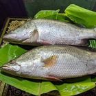 Coral Fish For Bbq 1kg